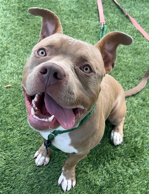 Wombat, a Pit Bull Terrier, available for adoption
