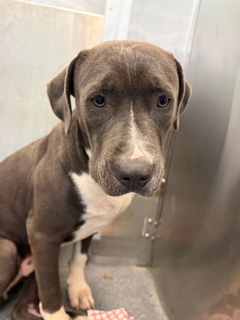 Albert, a Pit Bull Terrier (mix breed), available for adoption