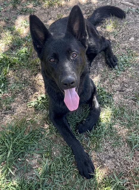 Banjo, a German Shepherd, available for adoption