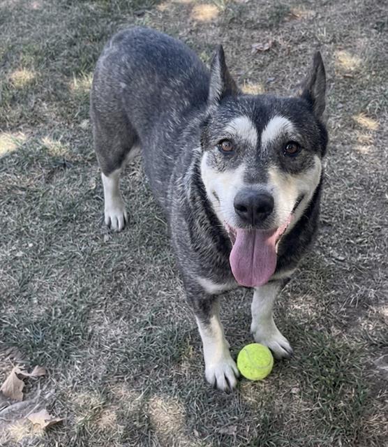 Henrietta, a Shepherd, available for adoption