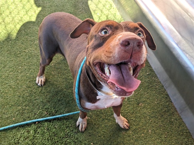 Coco, a Doberman Pinscher (mix breed), available for adoption