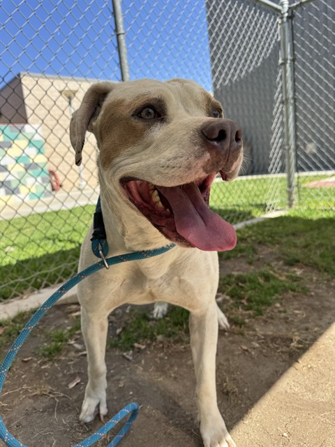 Brutus, a Pit Bull Terrier, available for adoption