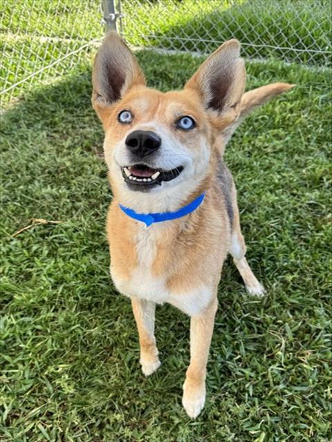 Rex, a Siberian Husky, available for adoption