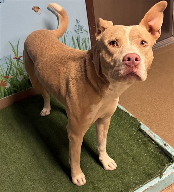 Duke, a Pit Bull Terrier, available for adoption