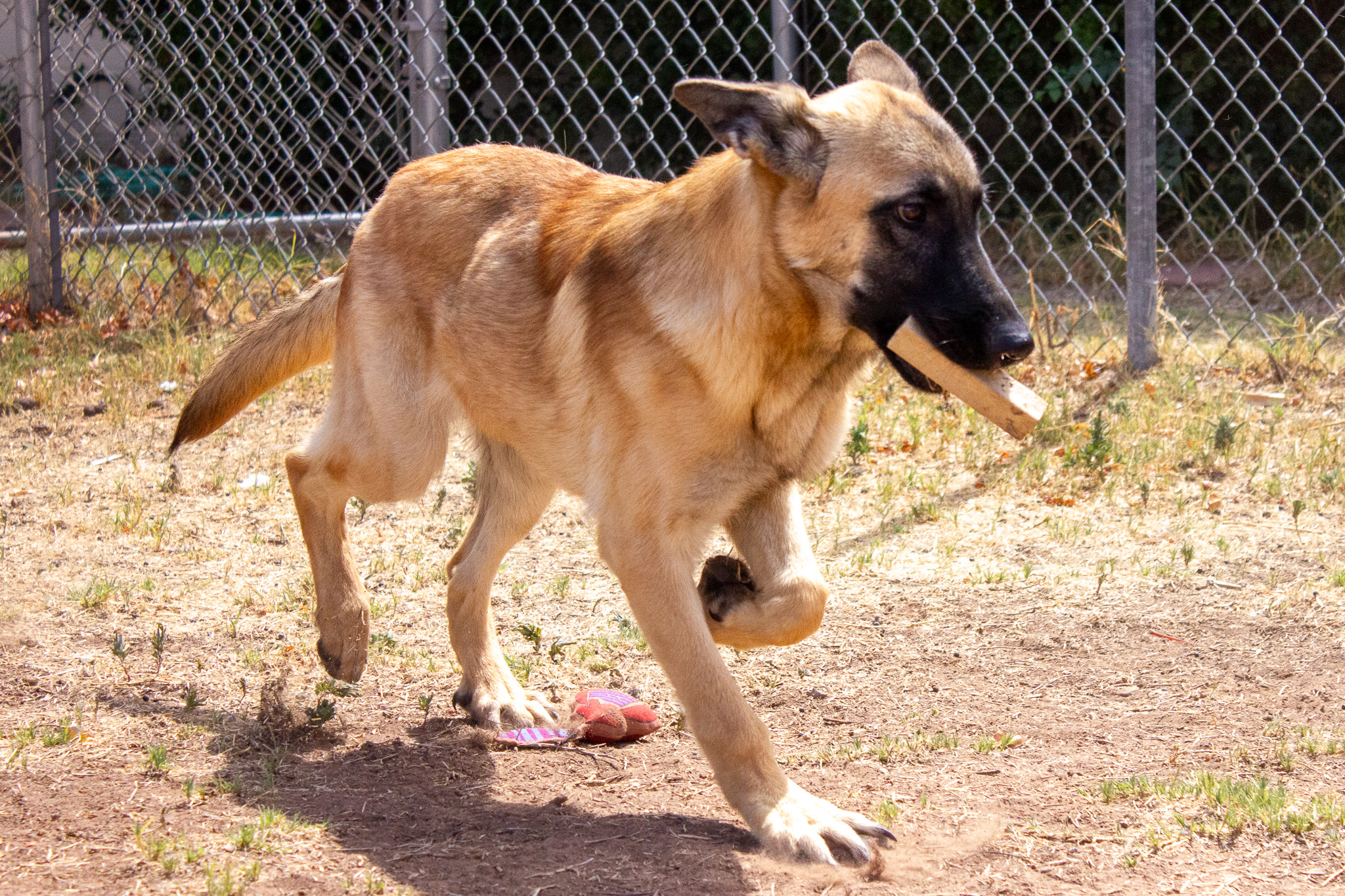 Lacey, a Belgian Shepherd Malinois (mix breed), available for adoption