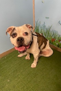 Sa Ke, a American Bulldog, available for adoption
