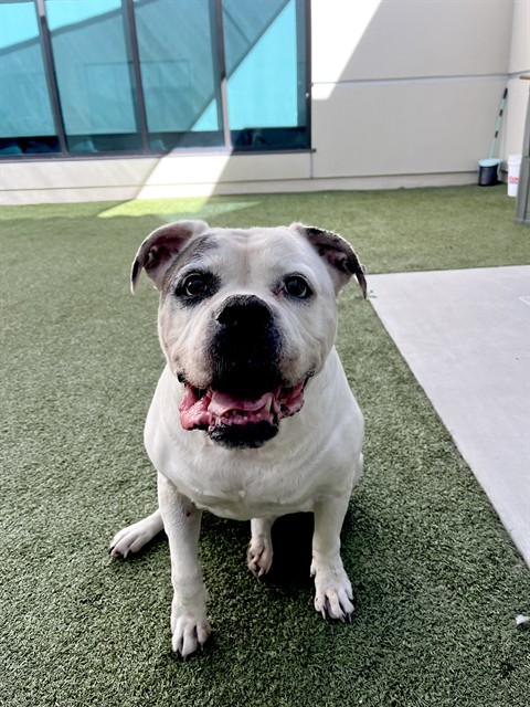 Sa Ke, a American Bulldog, available for adoption