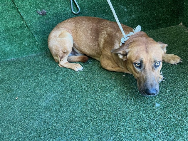 A5801207, a German Shepherd, available for adoption