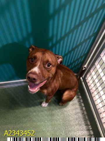 Dixon, a American Staffordshire Terrier, available for adoption