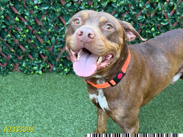 Coffee Bean, a American Staffordshire Terrier, available for adoption
