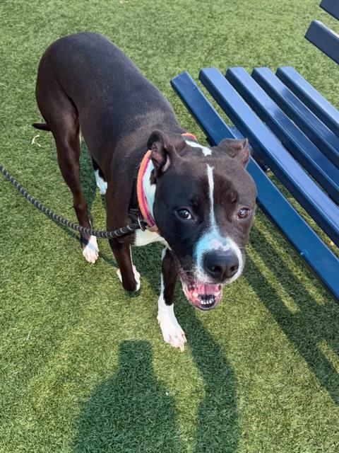 Luna, a Pit Bull Terrier (mix breed), available for adoption