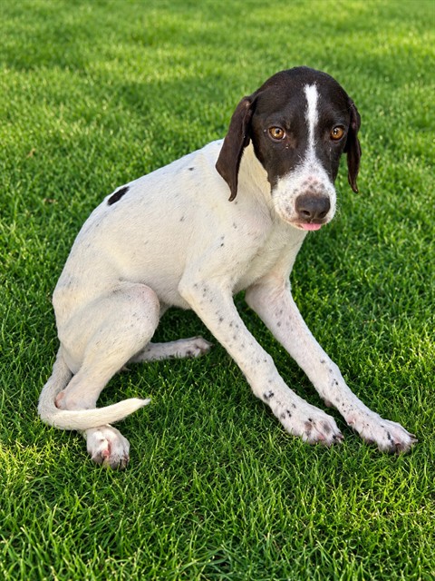 Foofur, a Pointer, available for adoption
