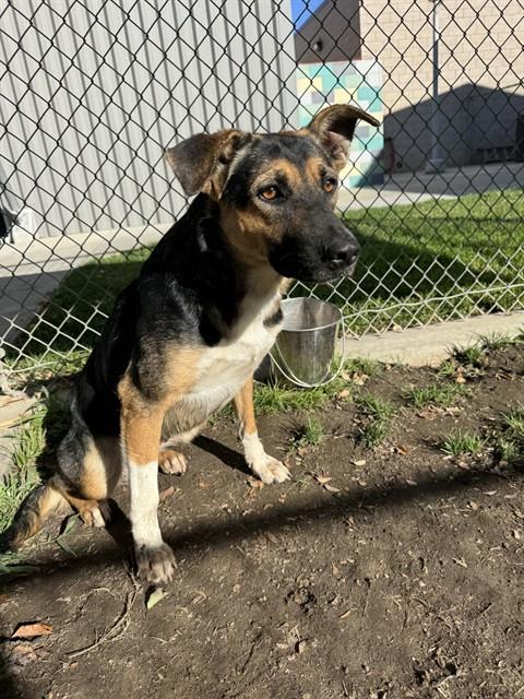 Elm, a German Shepherd, available for adoption