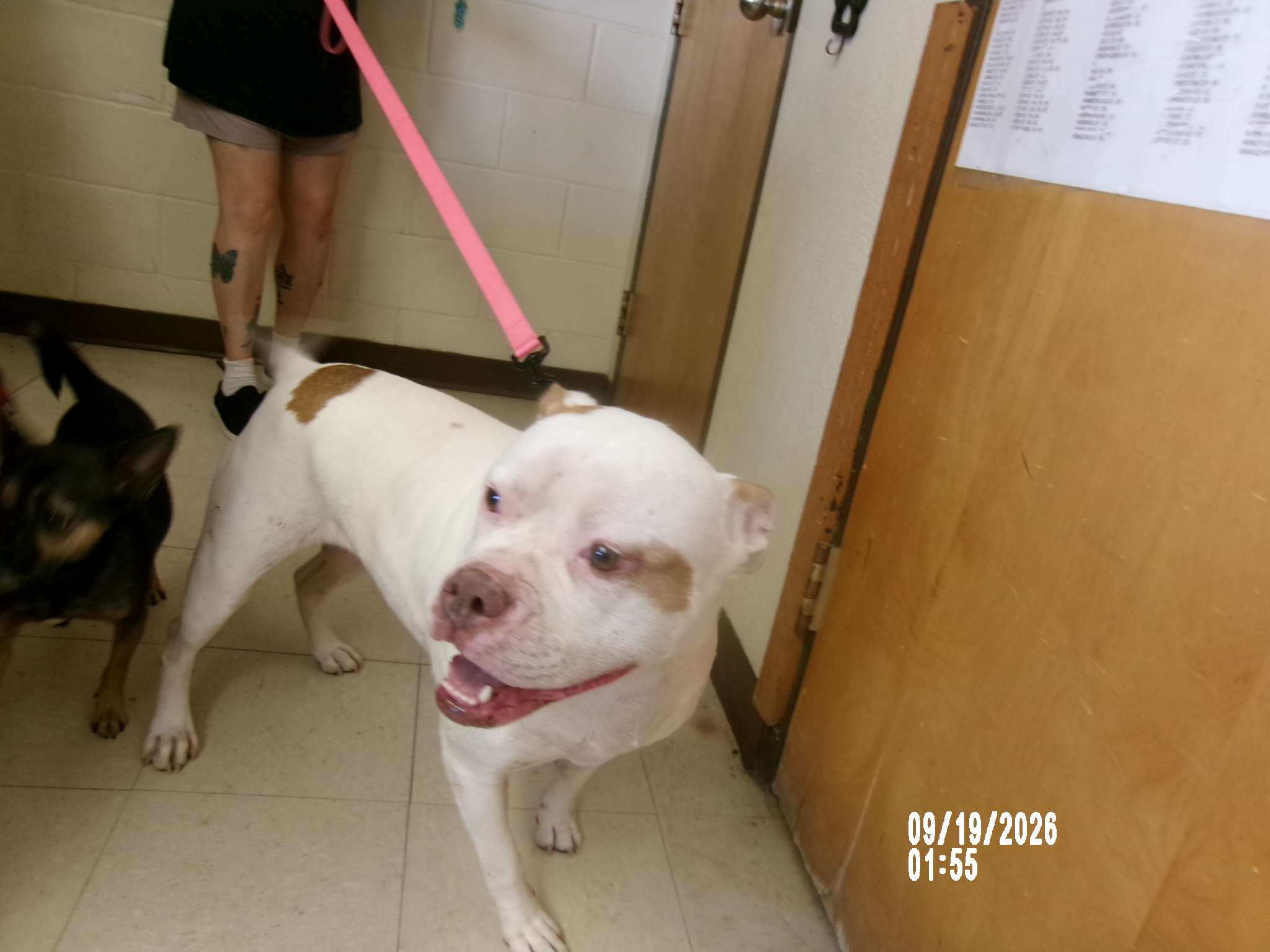 Suvika, a American Staffordshire Terrier (mix breed), available for adoption