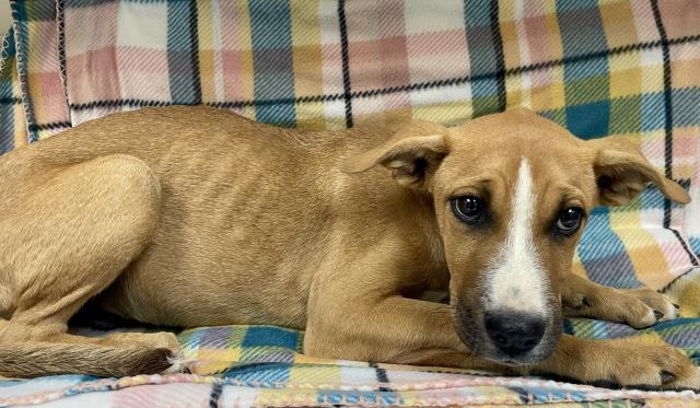 Chestnut, a Pit Bull Terrier (mix breed), available for adoption