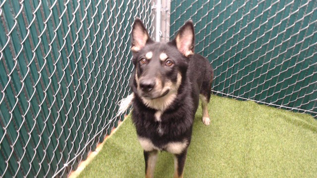 Rue, a German Shepherd, available for adoption