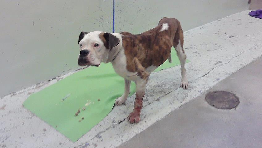 Giorgio, a Boxer (mix breed), available for adoption