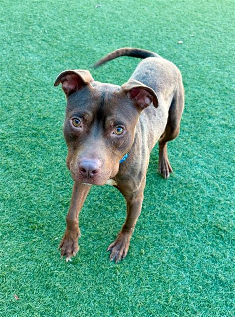 Dale, a Pit Bull Terrier (mix breed), available for adoption