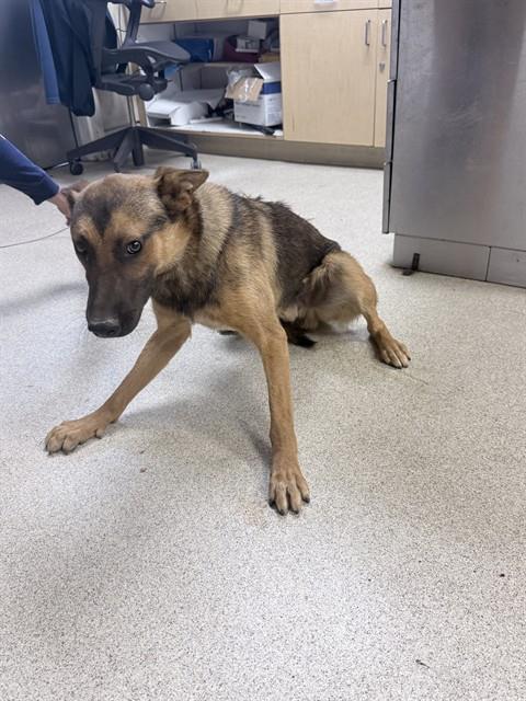 Rohan, a German Shepherd, available for adoption