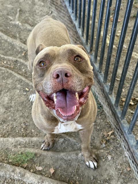 Zeus, a Pit Bull Terrier, available for adoption