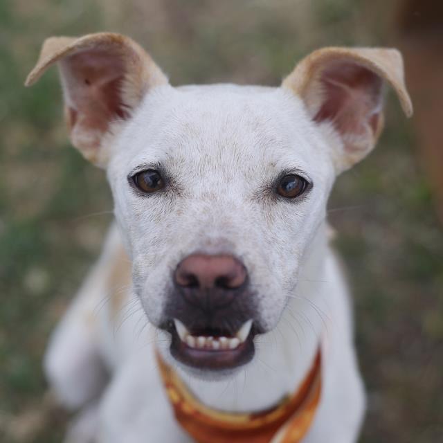 Rebel, a Australian Kelpie (mix breed), available for adoption