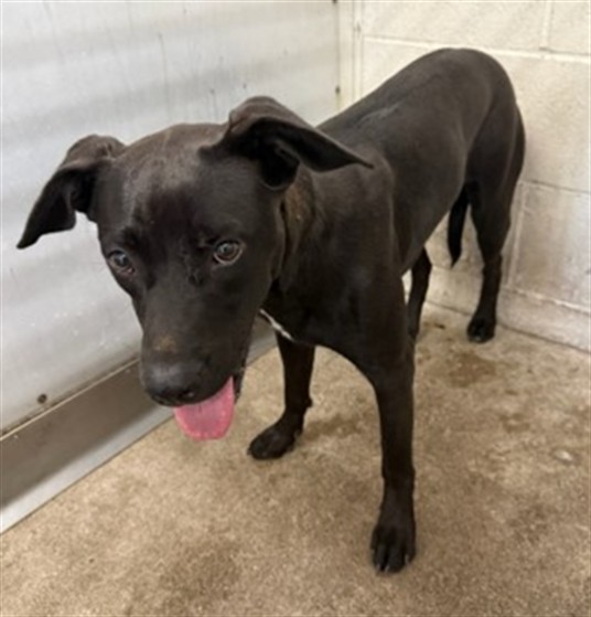 Nena, a Pit Bull Terrier (mix breed), available for adoption