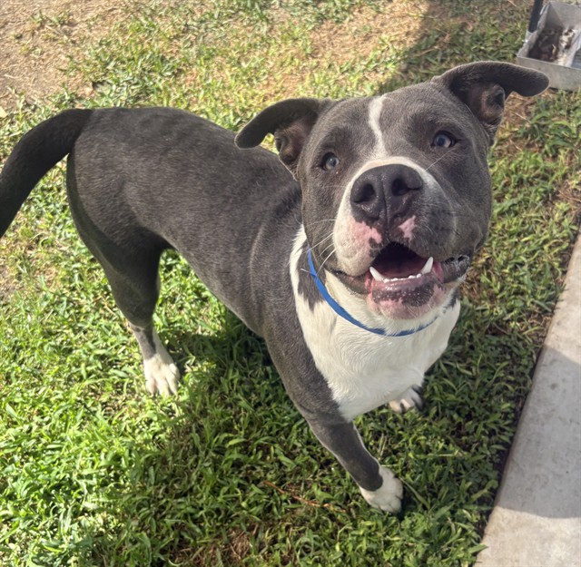 Lonny, a Pit Bull Terrier, available for adoption