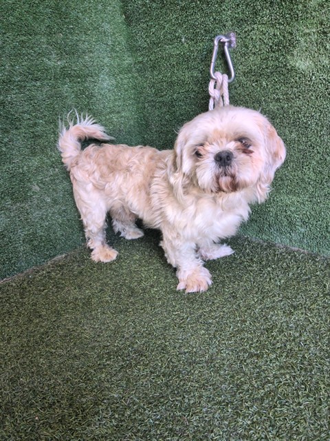 A5803169, a Shih Tzu, available for adoption