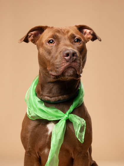 Dougie, a Irish Setter (mix breed), available for adoption