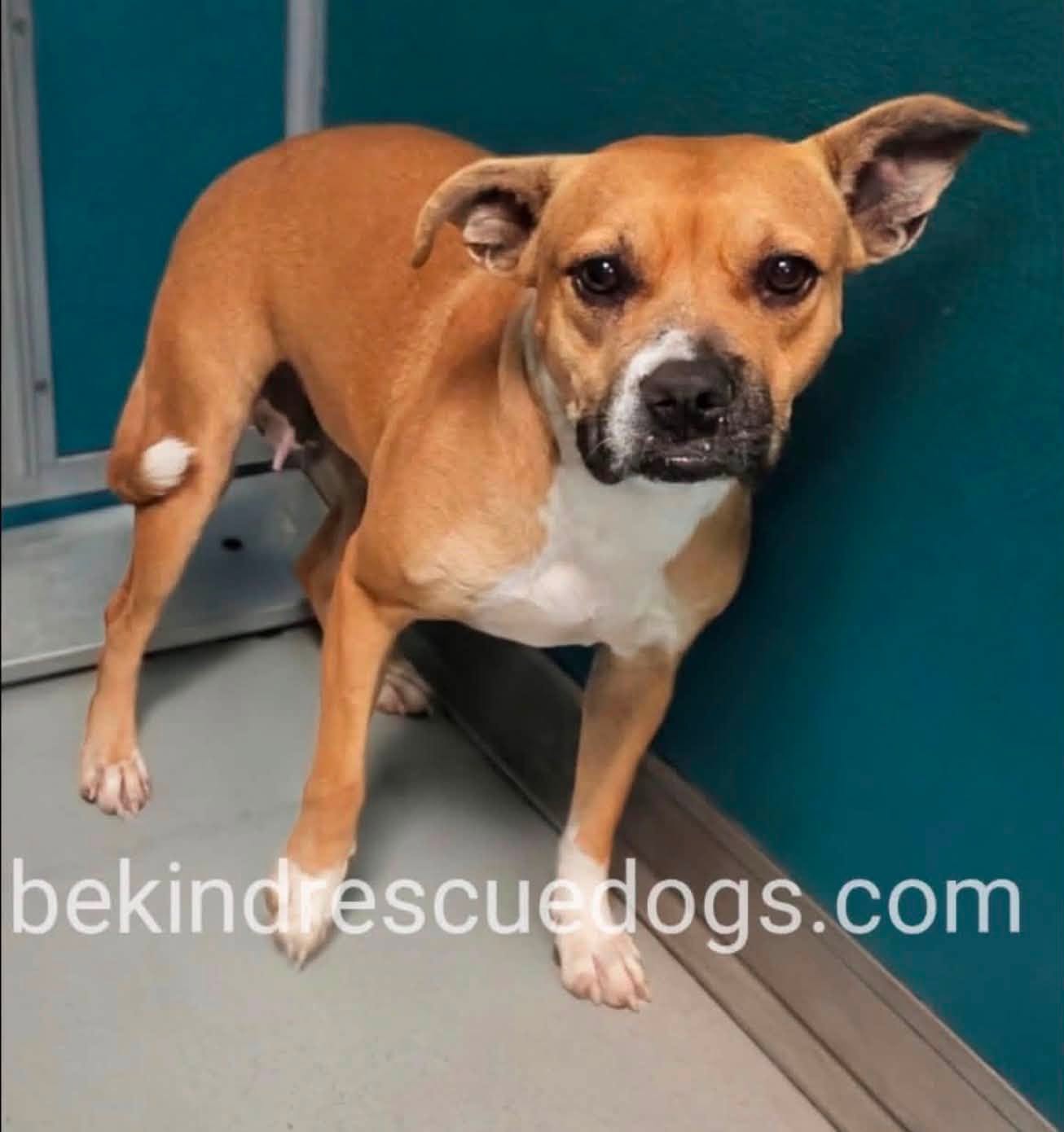 A481062, a Boxer, available for adoption