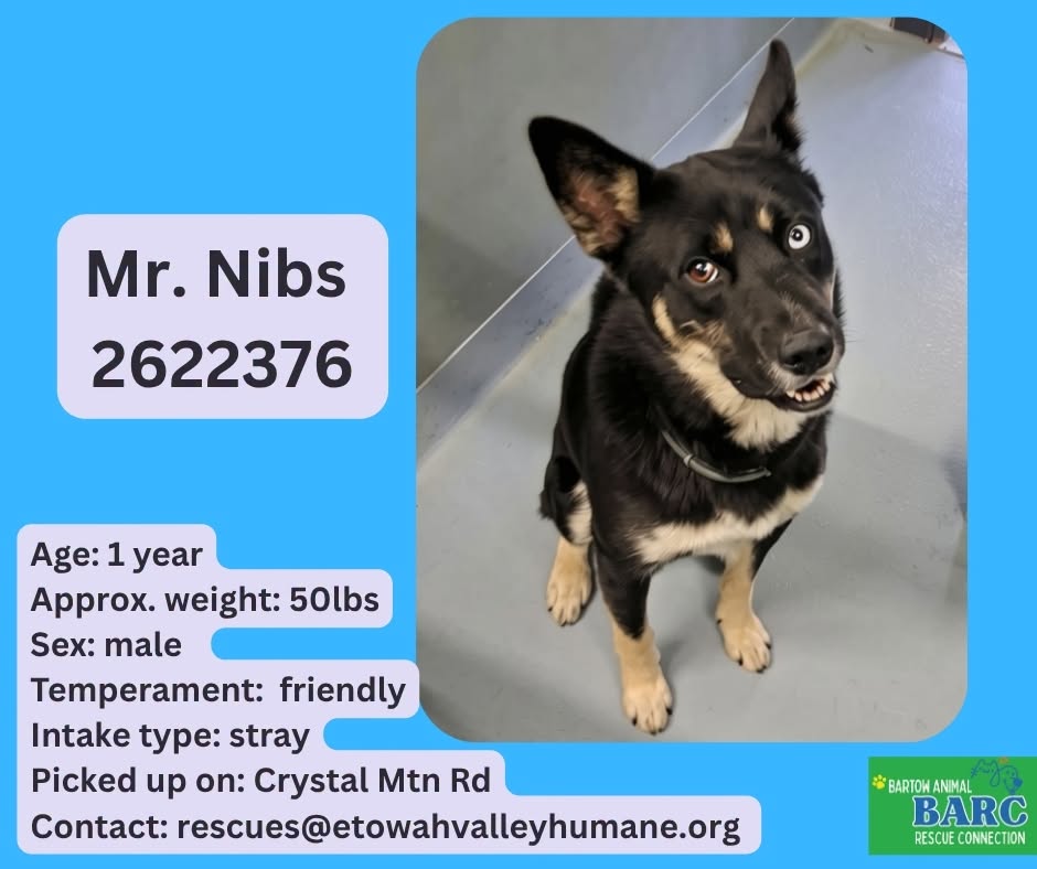 Mr Nibs, a Shepherd, available for adoption