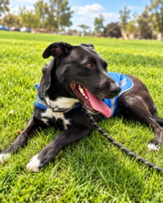 Nero, a Pit Bull Terrier, available for adoption