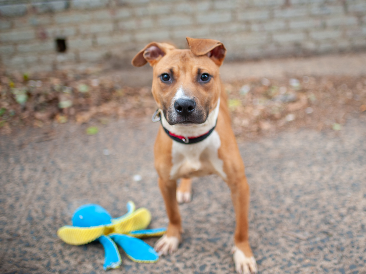 Courage, a Pit Bull Terrier, available for adoption