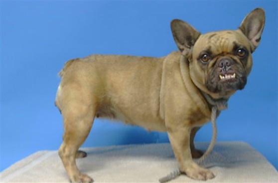 A5805370, a French Bulldog, available for adoption