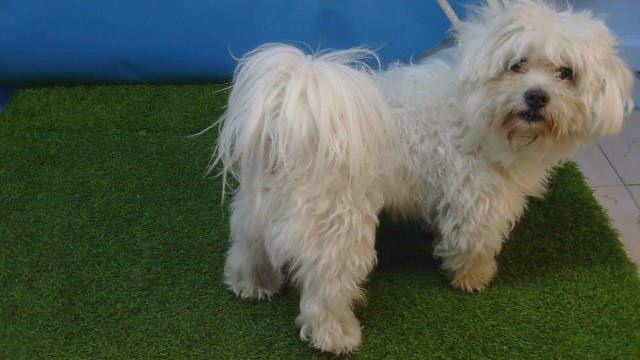 A5805397, a Maltese, available for adoption