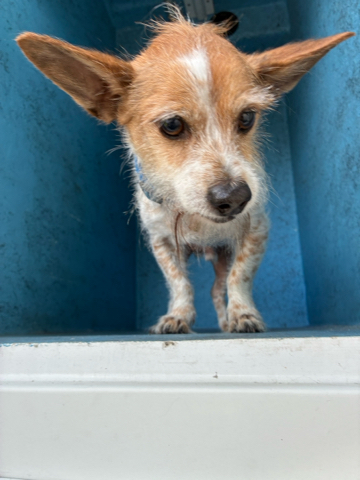 Barnaby, a Terrier (mix breed), available for adoption