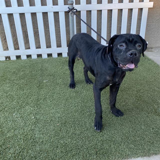 Rospo, a Mastiff, available for adoption