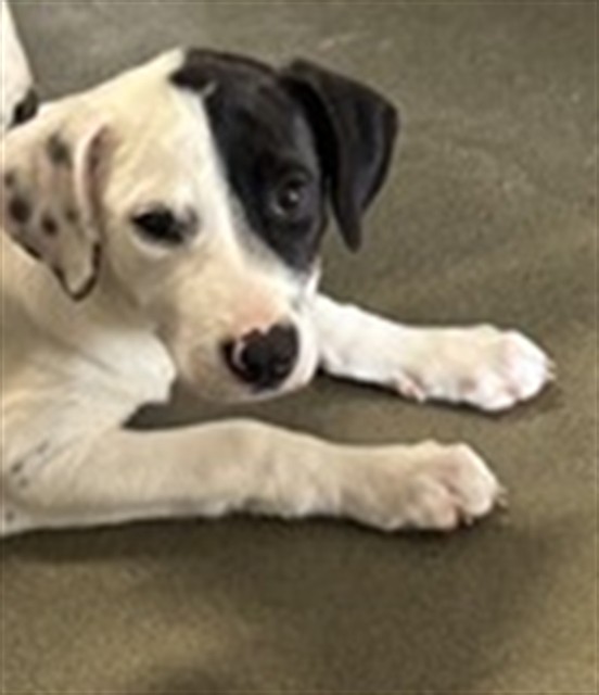 A035362, a Pointer (mix breed), available for adoption