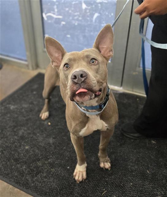 Bebe, a Pit Bull Terrier (mix breed), available for adoption