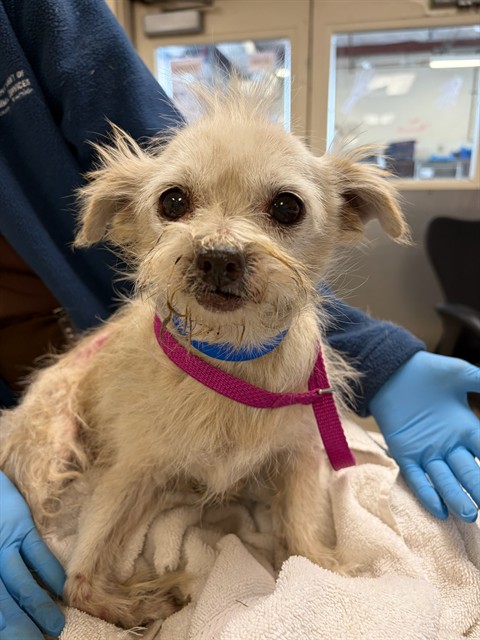 Tito, a Chihuahua, available for adoption