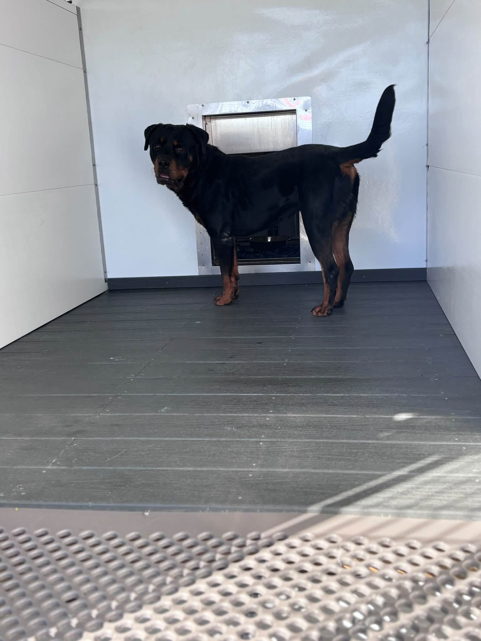 Bumper, a Rottweiler, available for adoption
