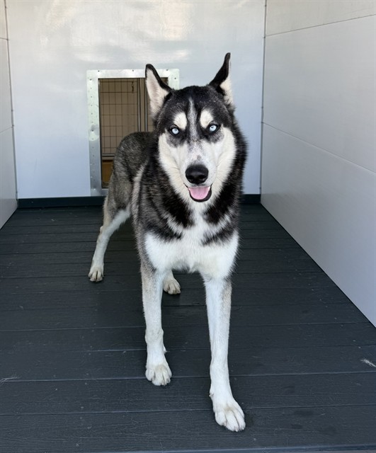 Jimmy, a Siberian Husky, available for adoption