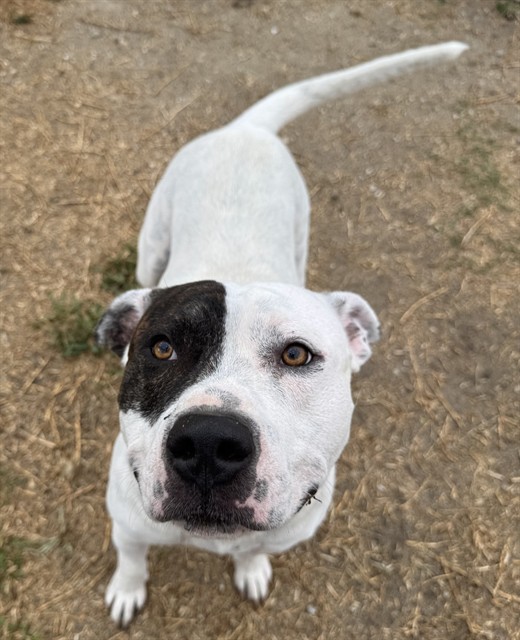 Rex, a Pit Bull Terrier (mix breed), available for adoption