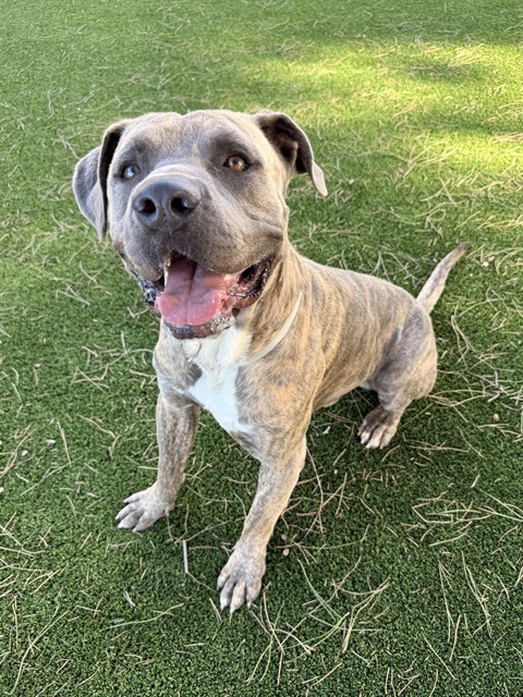 Slade, a Pit Bull Terrier, available for adoption