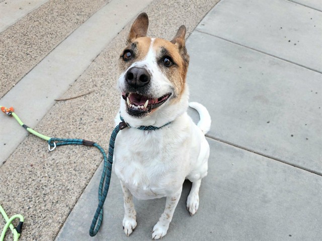 Daisy, a Carolina Dog (mix breed), available for adoption