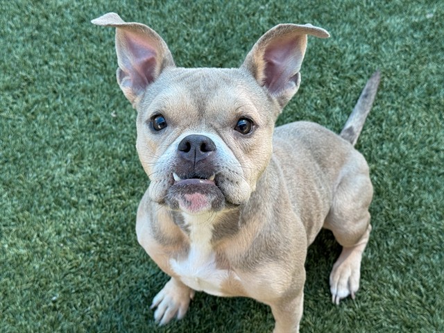 Tessie, a American Bulldog (mix breed), available for adoption
