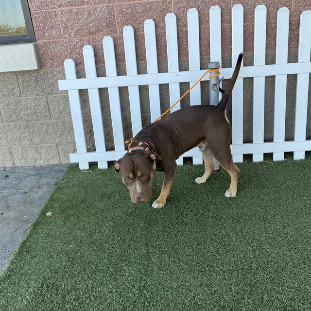Arby, a Staffordshire Bull Terrier, available for adoption