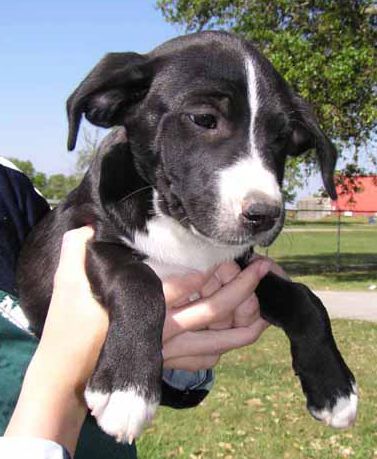 Other Photos of thie Dog