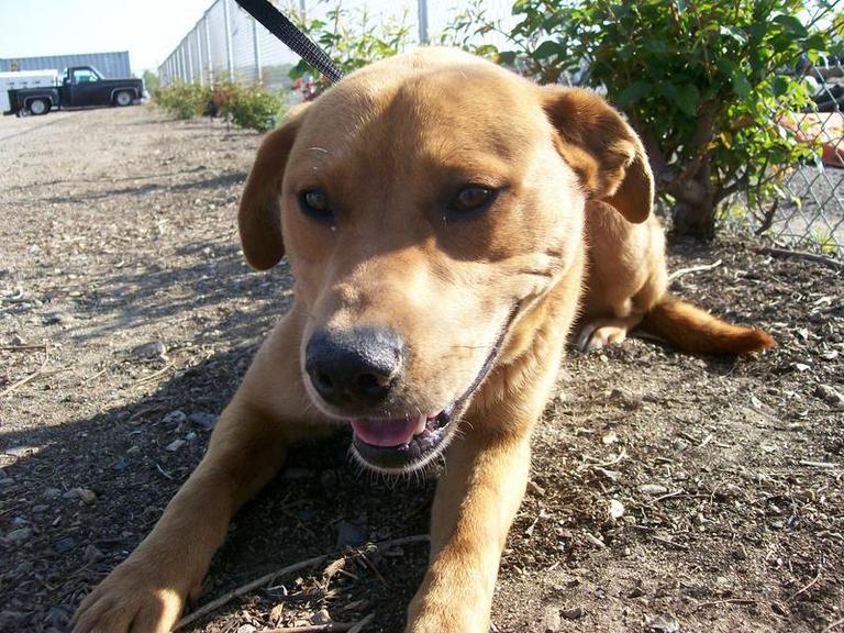 Other Photos of thie Dog