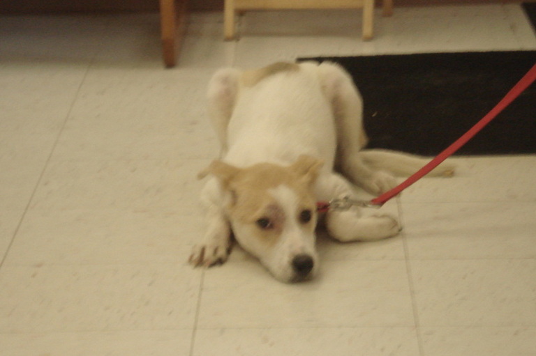 Other Photos of thie Dog